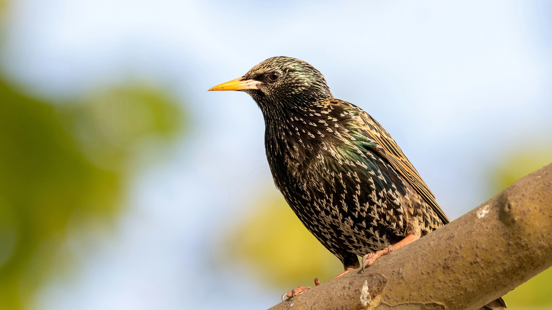 Des Chercheurs Expérimentent Comment Stocker des Données Sur un Oiseau