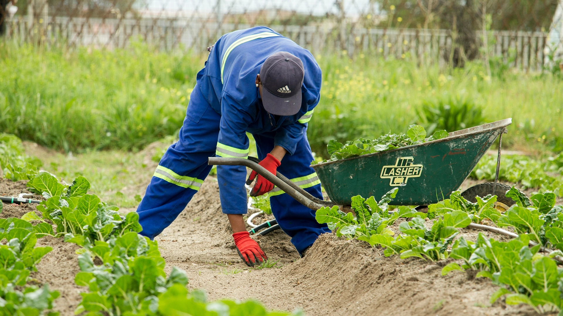 Les prévisions météorologiques par IA pourraient aider les agriculteurs à lutter contre les risques climatiques, mais suscitent de nouvelles inquiétudes